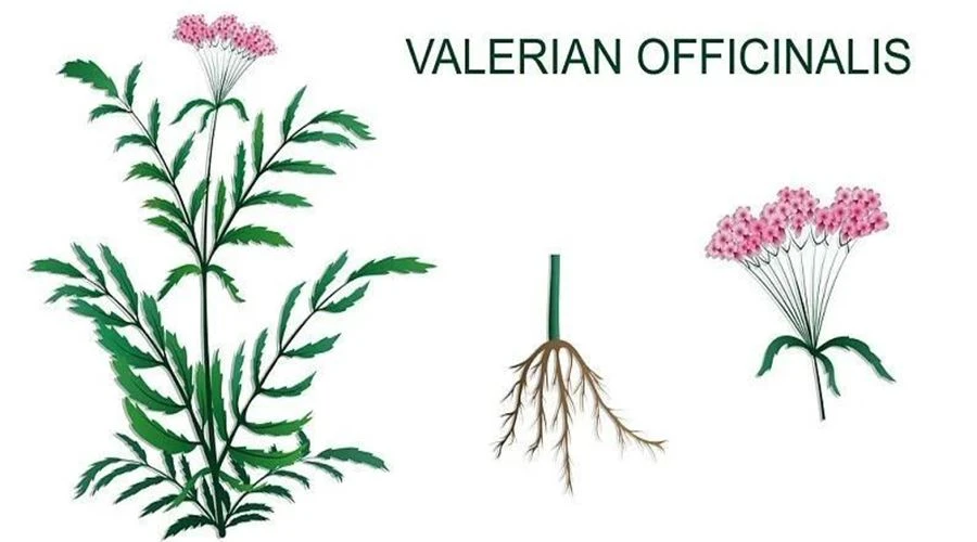 La racine de valériane me gardera-t-elle endormie ?