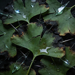 Quel est l’inconvénient du Ginkgo Biloba ?